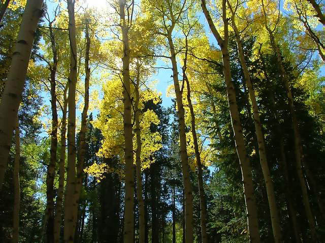 Autumn-in-Colorado-2007-005