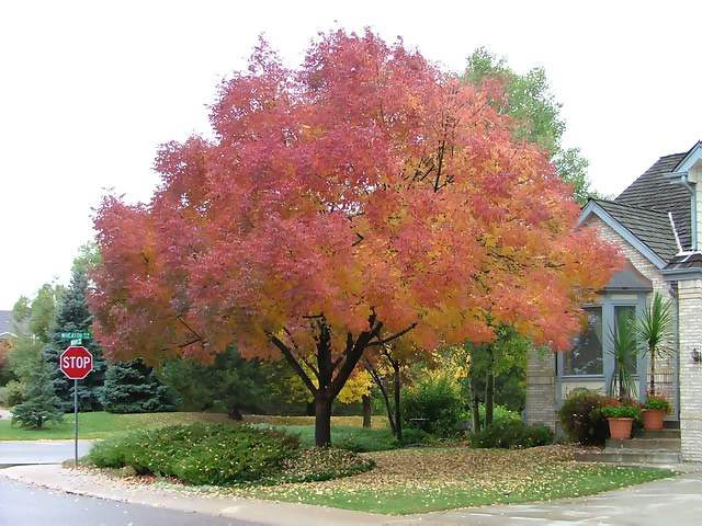 Autumn-in-Colorado-2007-01
