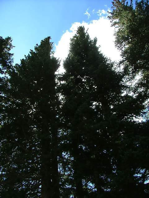 Autumn-in-Colorado-2007-016