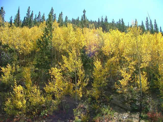 Autumn-in-Colorado-2007-025