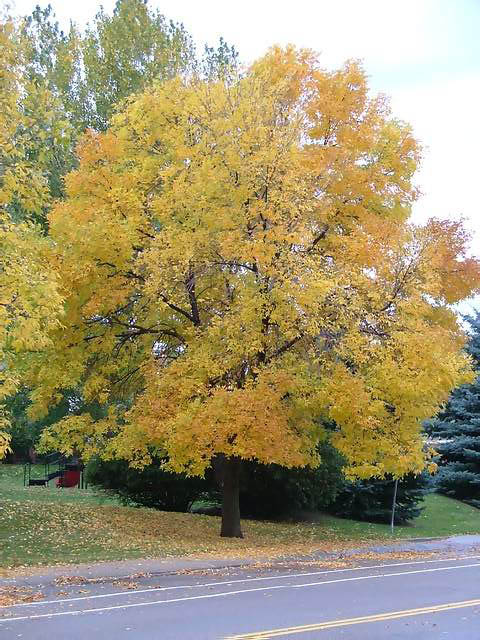 Autumn-in-Colorado-2007-05