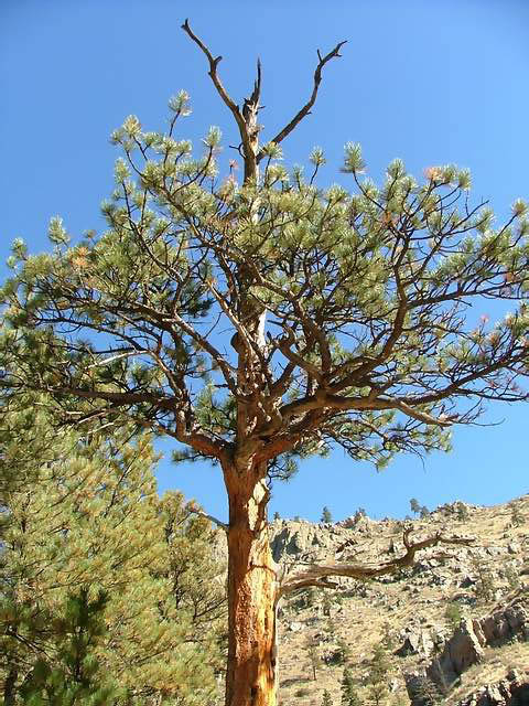 Autumn-in-Colorado-2007-055