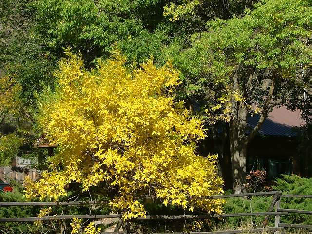 Autumn-in-Colorado-2007-057