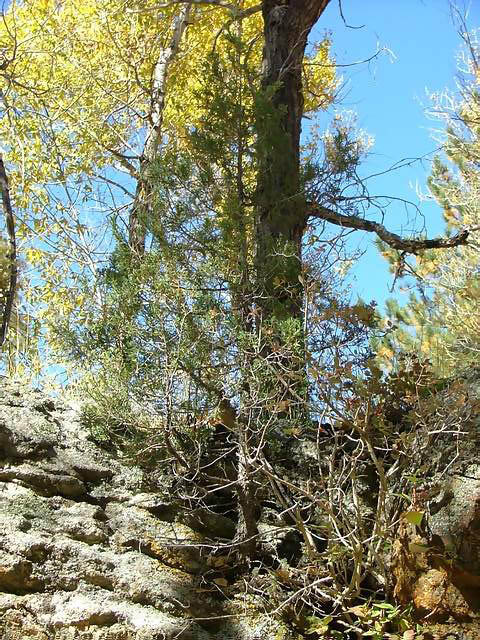 Autumn-in-Colorado-2007-081