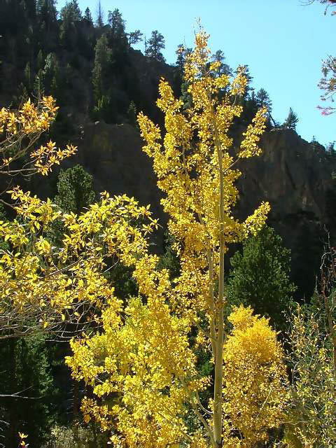 Autumn-in-Colorado-2007-096