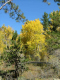 Autumn-in-Colorado-2007-071