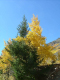 Autumn-in-Colorado-2007-121